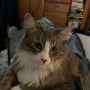 Meet your Posher, Merri